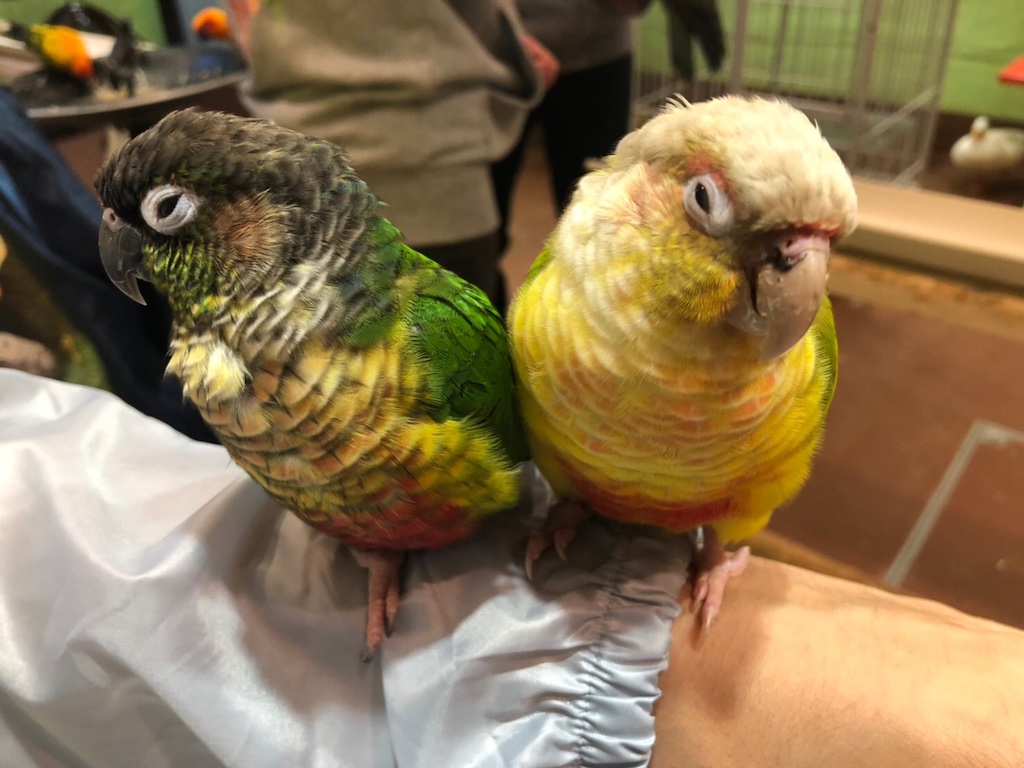 鳥カフェの仲良しなペアの鳥
