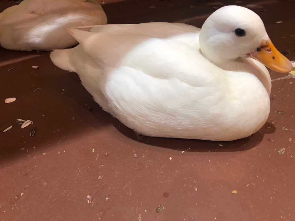 鳥カフェにいたアヒル