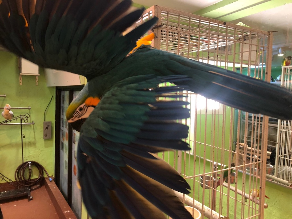 鳥カフェにいたルリコンゴウインコ