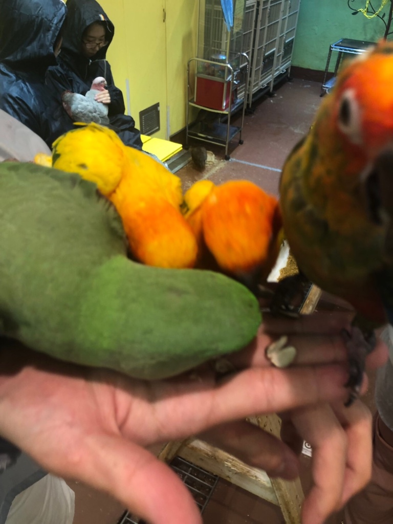 鳥カフェで餌付け体験