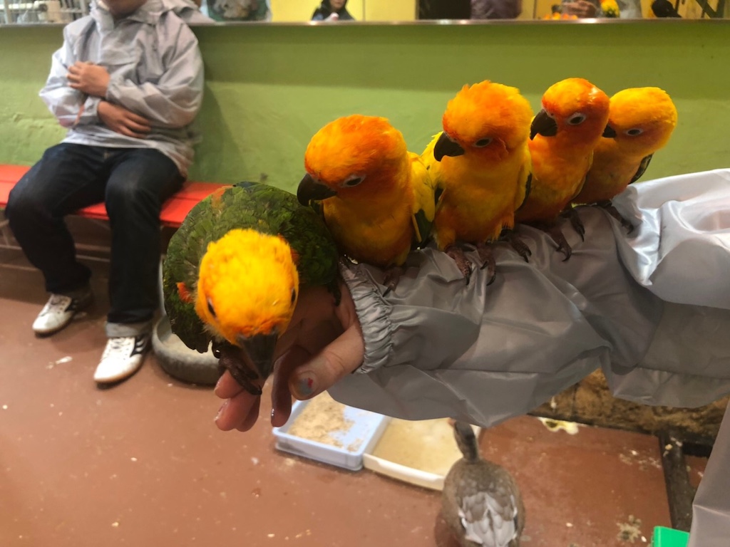コガネメキシコインコへの餌付け