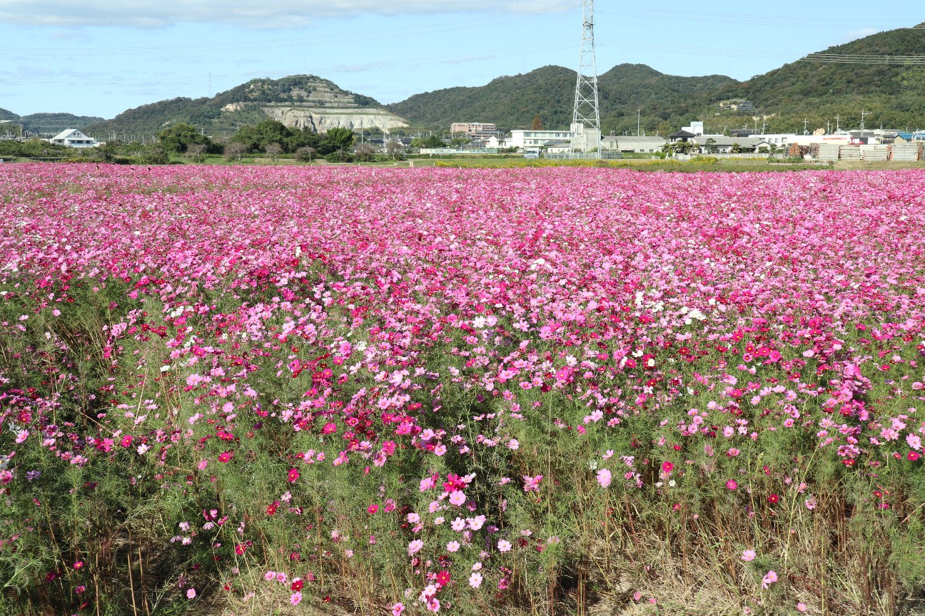 f:id:hamachan819:20221112145509j:image