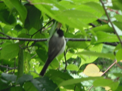 f:id:hamachanz:20200711221444j:plain f:id:hamachanz:20200711221444j:plain