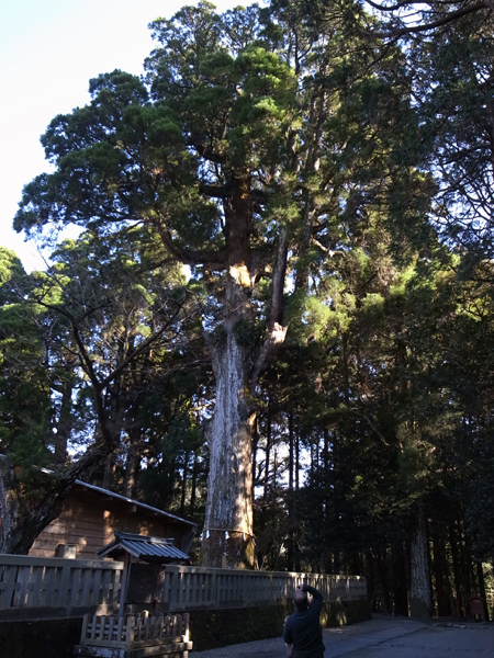 霧島神宮の御神木