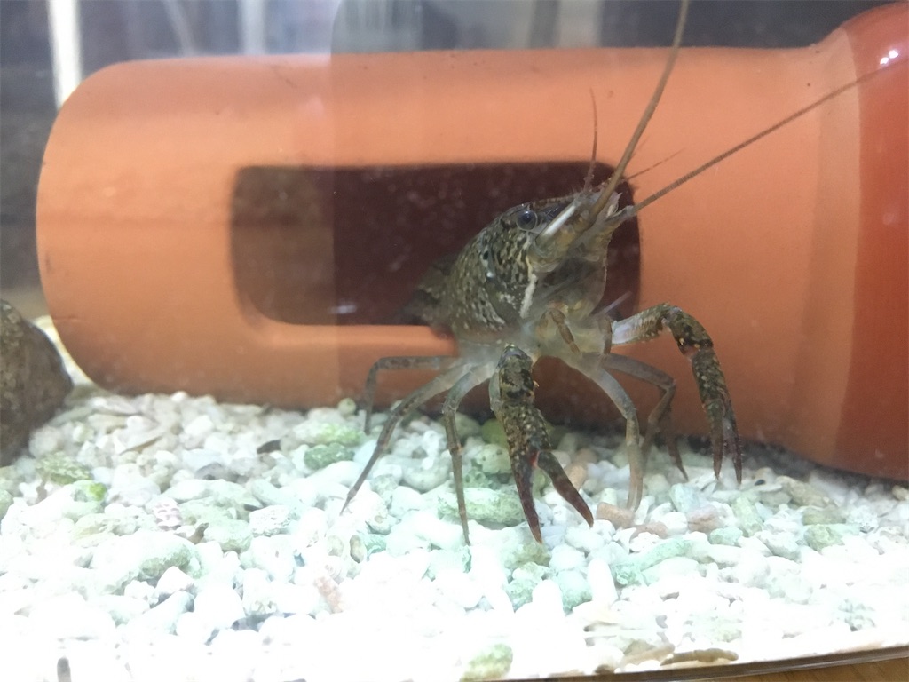 ザリガニ捕獲 はまちゃん釣り日記