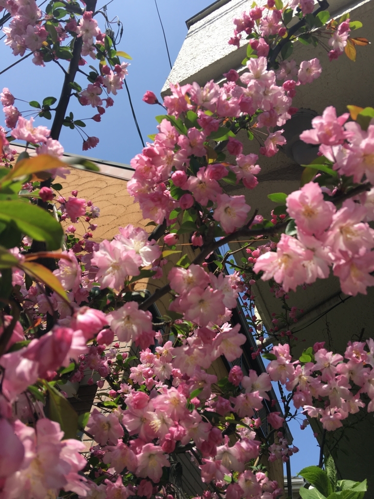f:id:hamahaha:20180403135934j:plain