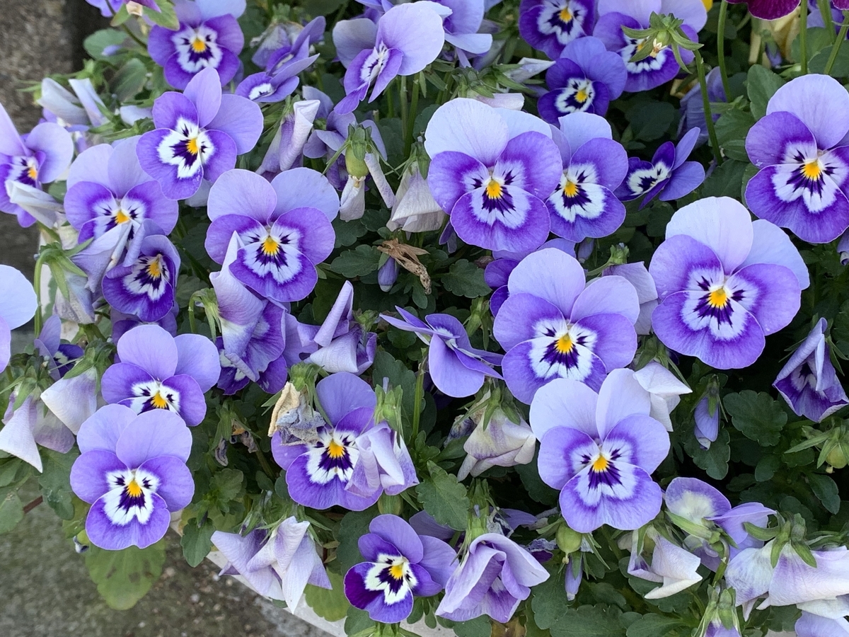 f:id:hamajaya_ken:20190418065620j:plain f:id:hamajaya_ken:20190418065620j:plain