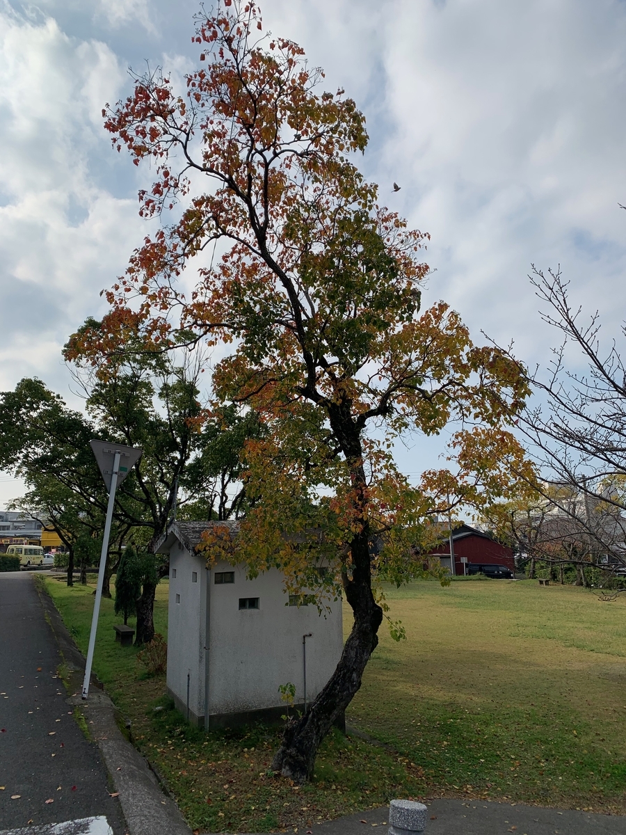 f:id:hamajaya_ken:20191126232000j:plain f:id:hamajaya_ken:20191126232000j:plain
