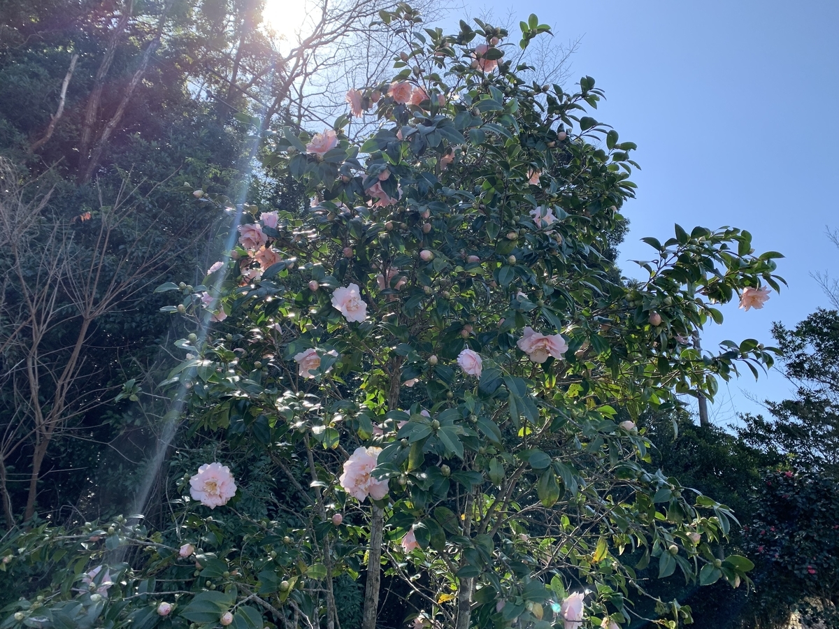 f:id:hamajaya_ken:20200220185314j:plain f:id:hamajaya_ken:20200220185314j:plain
