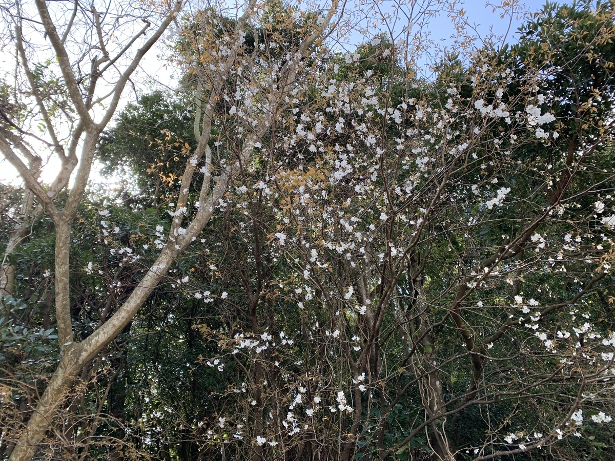 f:id:hamajaya_ken:20200311112616j:plain f:id:hamajaya_ken:20200311112616j:plain