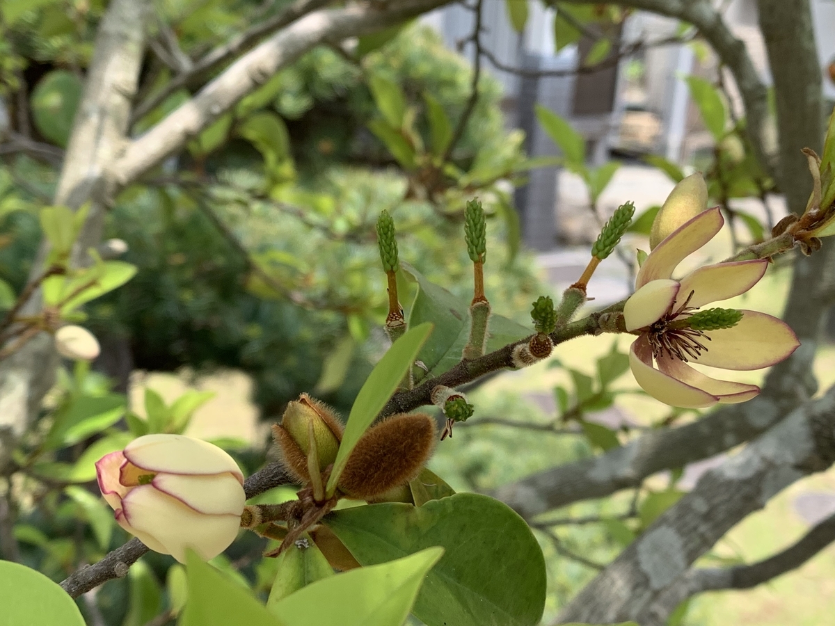 f:id:hamajaya_ken:20200505134245j:plain f:id:hamajaya_ken:20200505134245j:plain