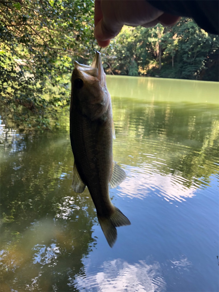 f:id:hamakita_bass:20190813195337j:image f:id:hamakita_bass:20190813195337j:image