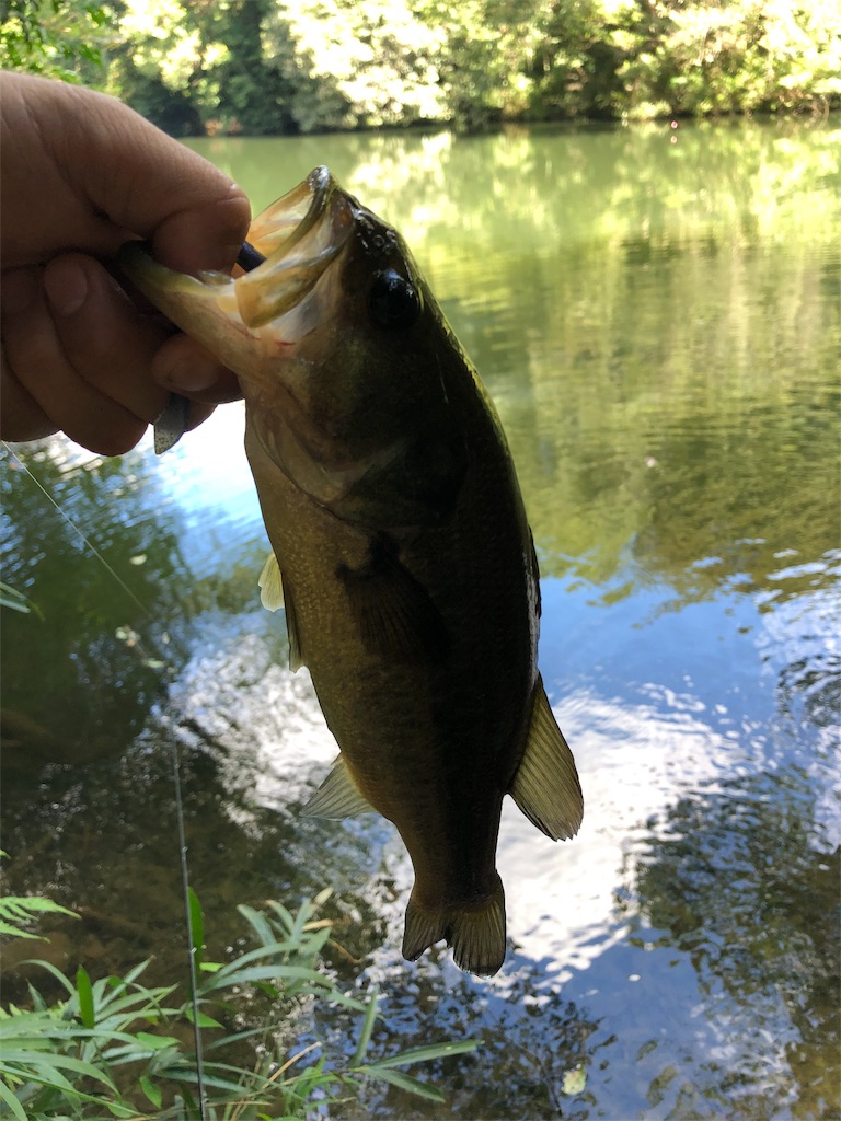 f:id:hamakita_bass:20190813195427j:image f:id:hamakita_bass:20190813195427j:image