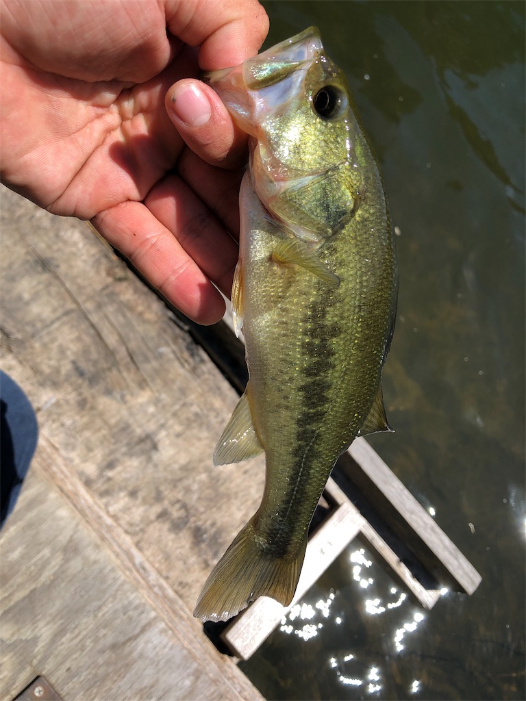 f:id:hamakita_bass:20190813195431j:image f:id:hamakita_bass:20190813195431j:image