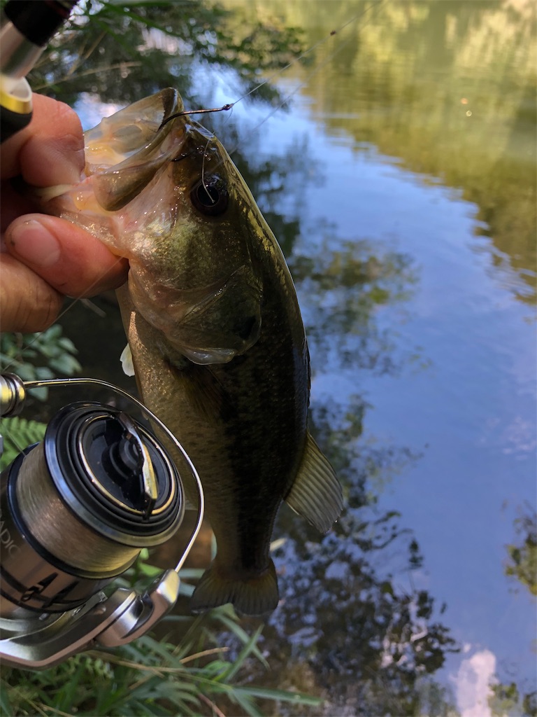 f:id:hamakita_bass:20190813195434j:image f:id:hamakita_bass:20190813195434j:image
