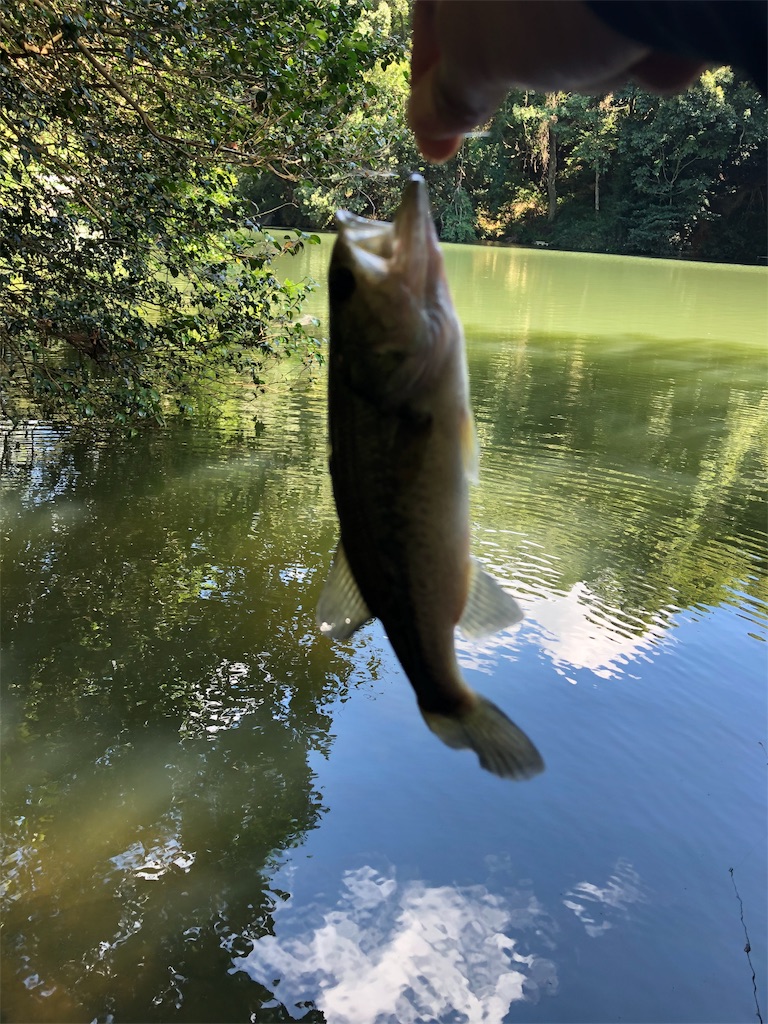 f:id:hamakita_bass:20190813195441j:image f:id:hamakita_bass:20190813195441j:image