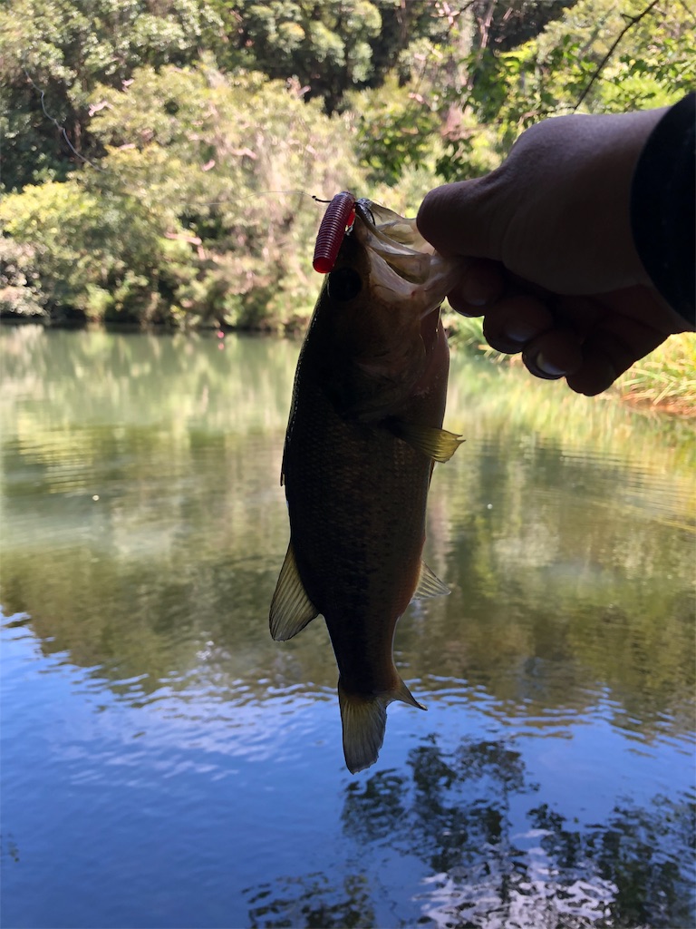 f:id:hamakita_bass:20190813195445j:image f:id:hamakita_bass:20190813195445j:image