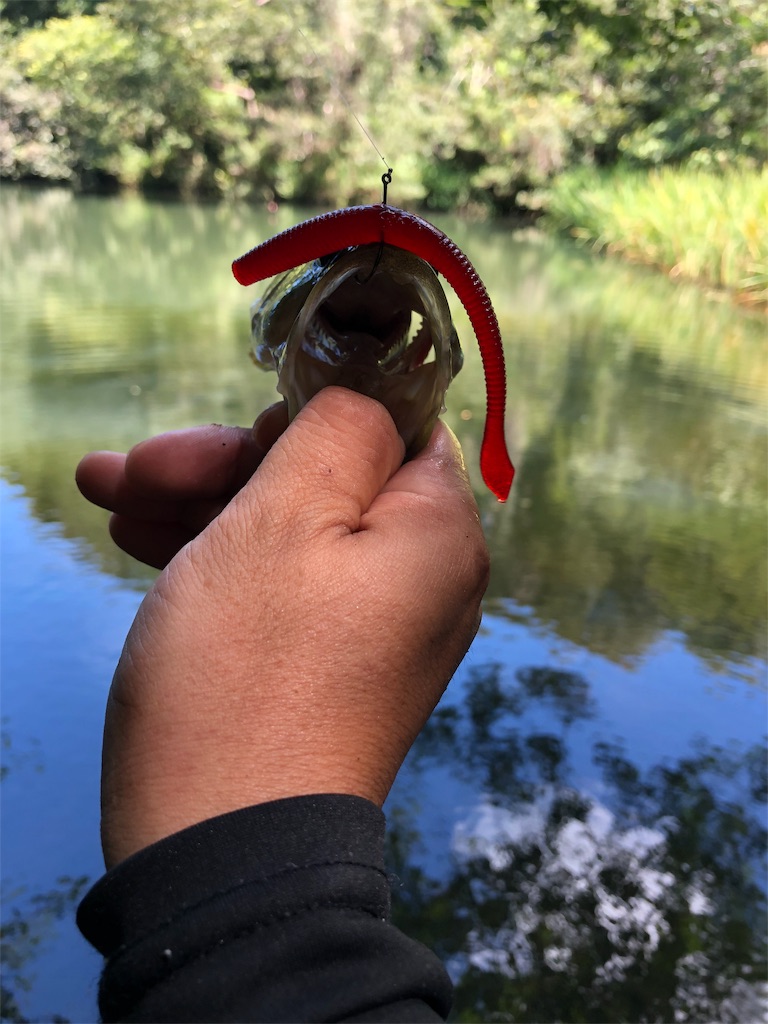 f:id:hamakita_bass:20190813195448j:image f:id:hamakita_bass:20190813195448j:image