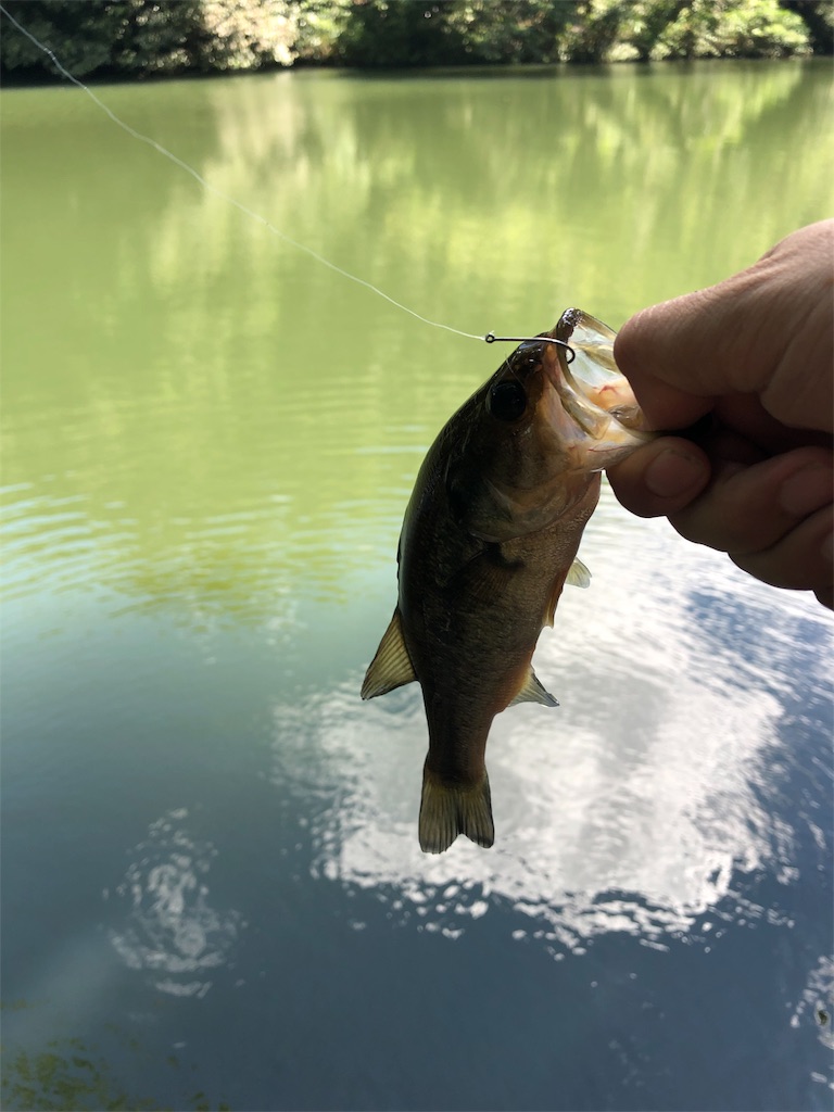 f:id:hamakita_bass:20190813195500j:image f:id:hamakita_bass:20190813195500j:image