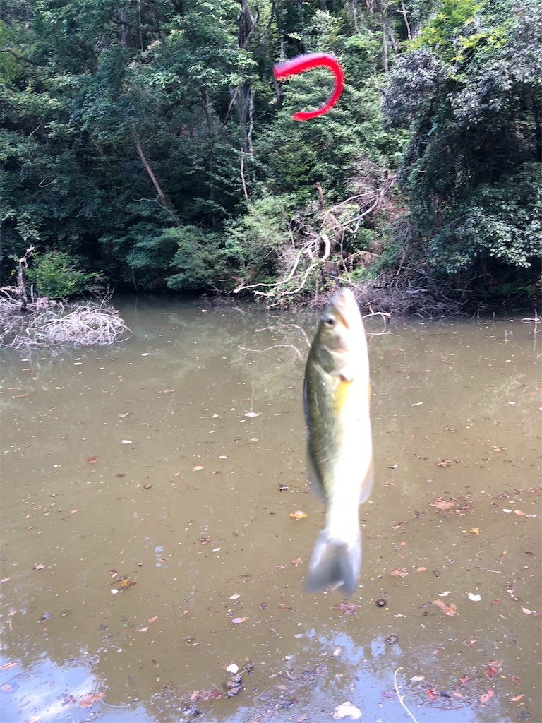 f:id:hamakita_bass:20190813195505j:image f:id:hamakita_bass:20190813195505j:image