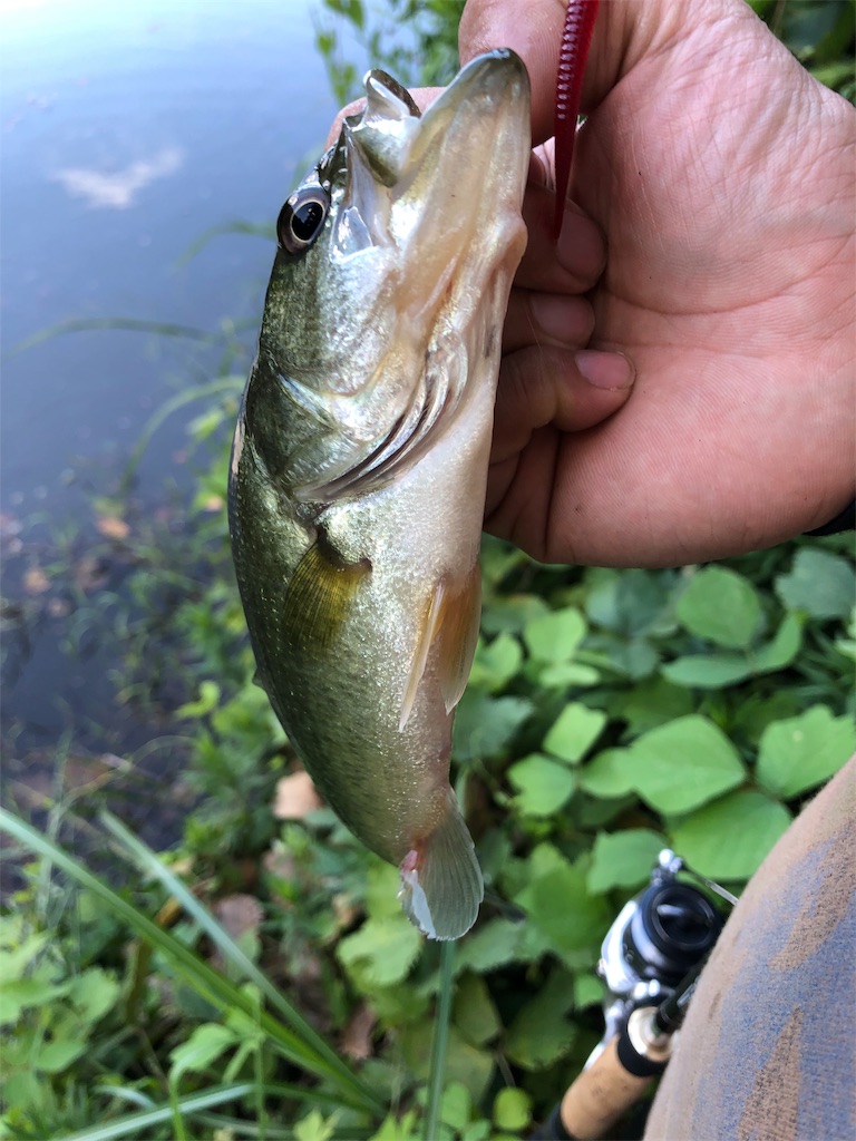 f:id:hamakita_bass:20190813195510j:image f:id:hamakita_bass:20190813195510j:image