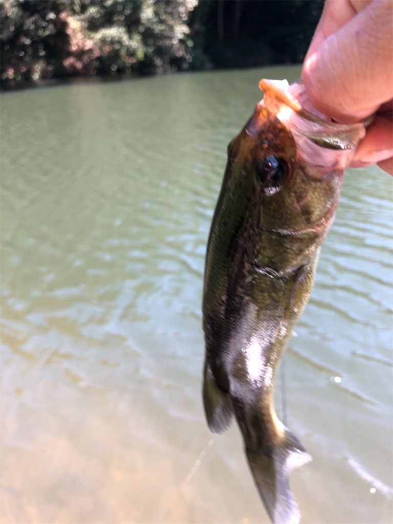 f:id:hamakita_bass:20190813195514j:image f:id:hamakita_bass:20190813195514j:image