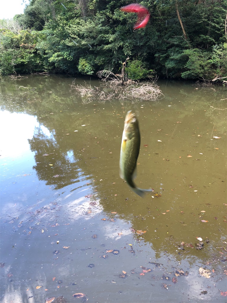 f:id:hamakita_bass:20190813195517j:image f:id:hamakita_bass:20190813195517j:image
