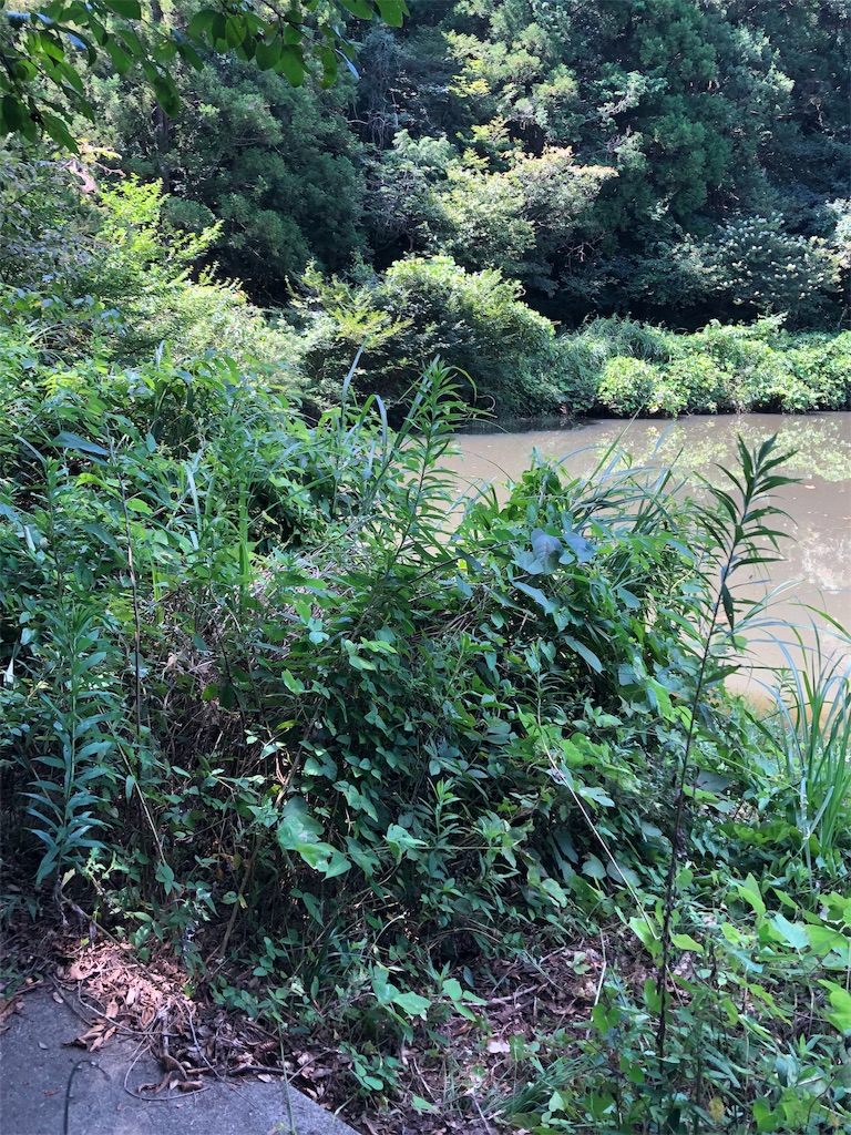 f:id:hamakita_bass:20190813195554j:image f:id:hamakita_bass:20190813195554j:image