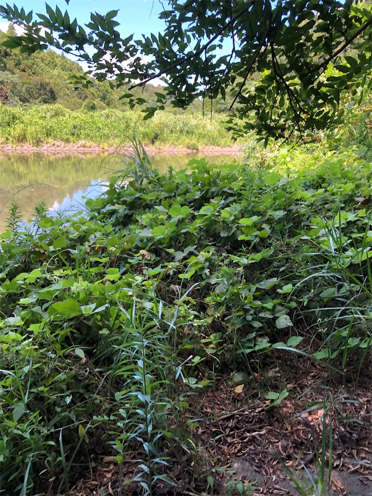 f:id:hamakita_bass:20190813195558j:image f:id:hamakita_bass:20190813195558j:image