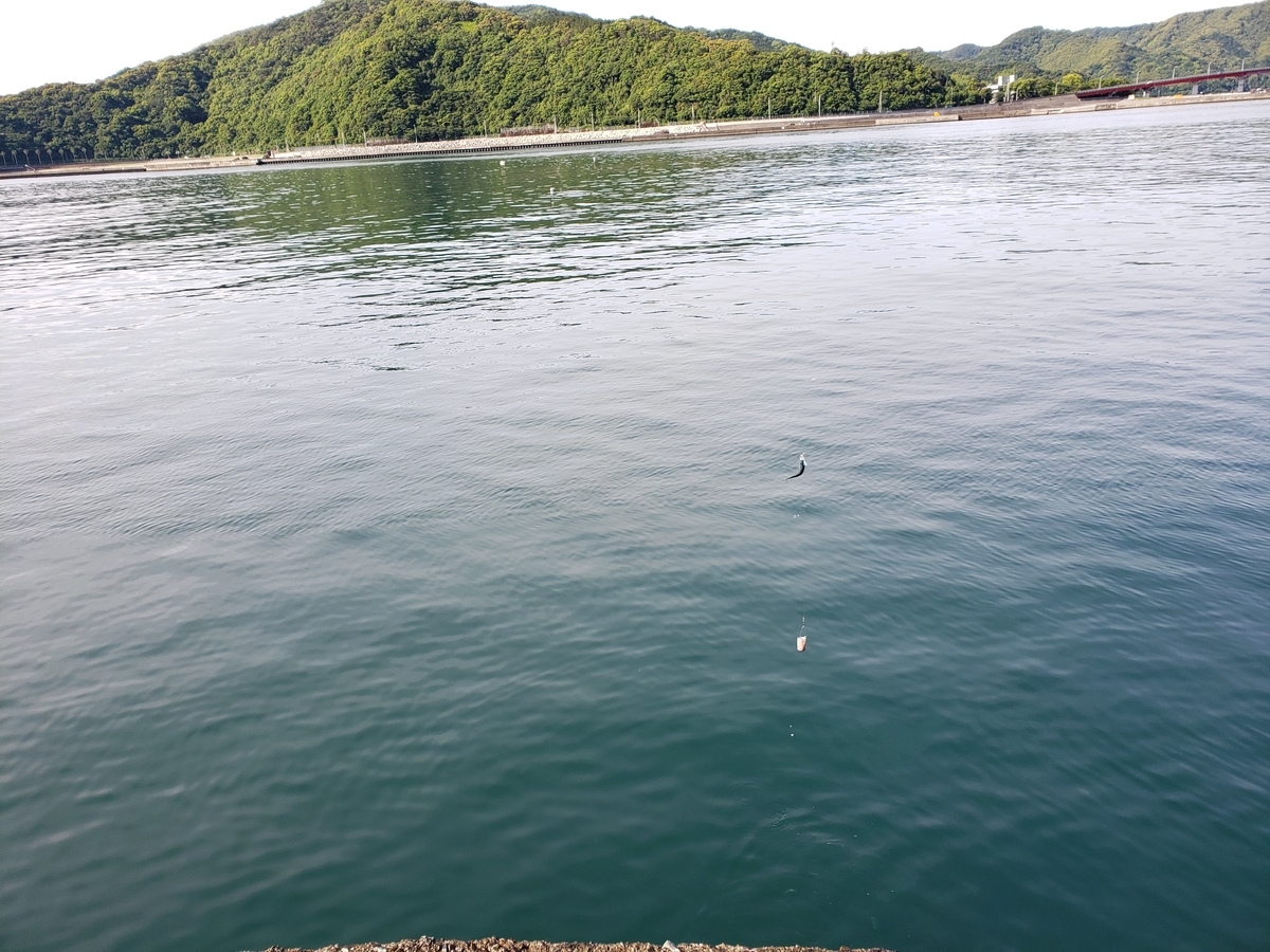 f:id:hamakituneta:20200522042444j:plain f:id:hamakituneta:20200522042444j:plain