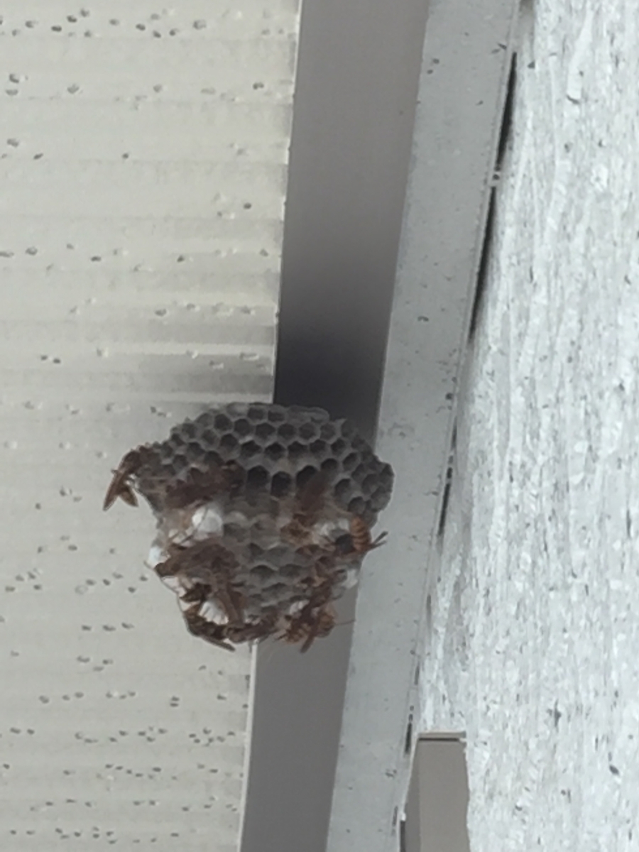 湖西市で二階軒下に出来た蜂の巣を駆除してきました ハチ駆除するなら浜松ハチ駆除専門店にお任せ 湖西市で二階軒下に出来た蜂の巣を駆除してきました ハチ駆除するなら浜松ハチ駆除専門店にお任せ