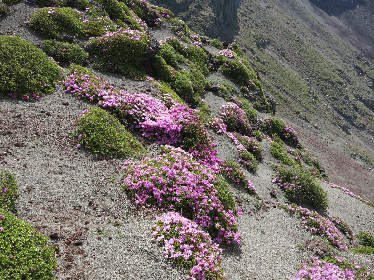 f:id:hamamon91:20200607122825j:plain