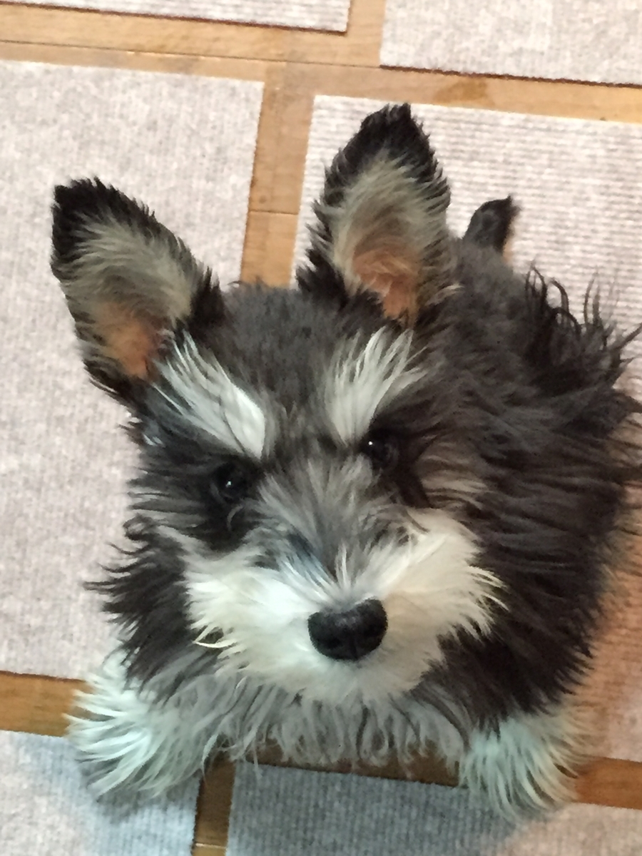 f:id:hamanaseikei:20151205165621j:plain f:id:hamanaseikei:20151205165621j:plain