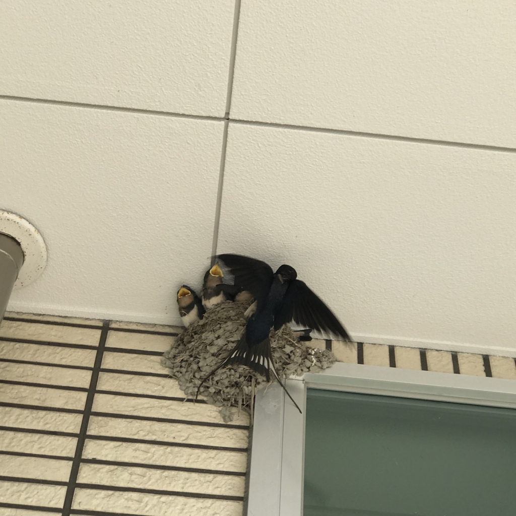 f:id:hamanaseikei:20180603233025j:plain