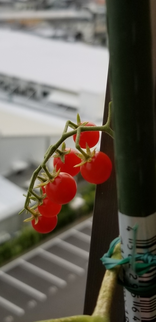 f:id:hamanaseikei:20180813161332j:plain