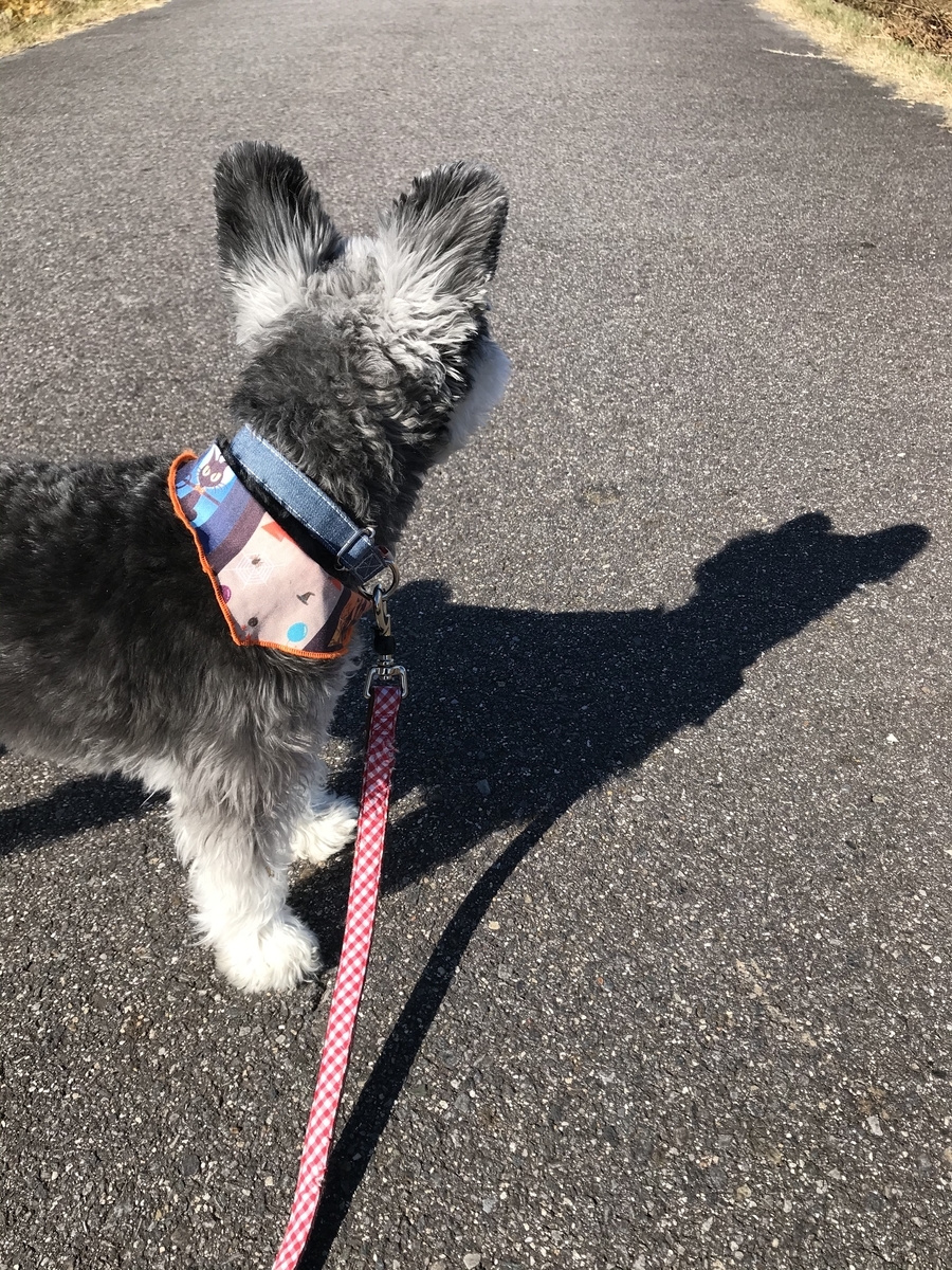 f:id:hamanaseikei:20191124013922j:plain