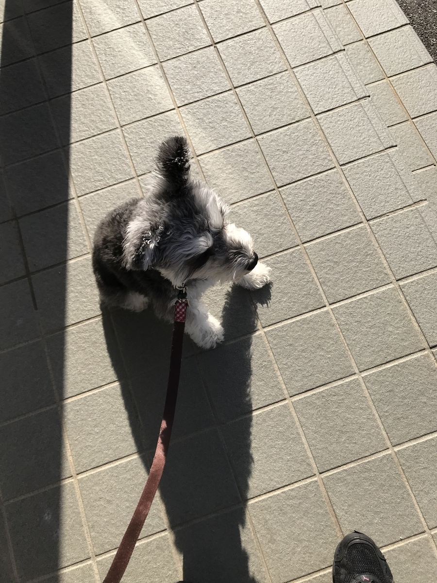 f:id:hamanaseikei:20191124015141j:plain