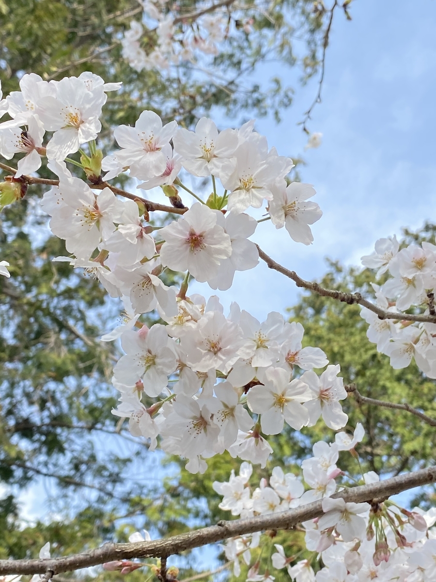 f:id:hamanaseikei:20210327160900j:plain