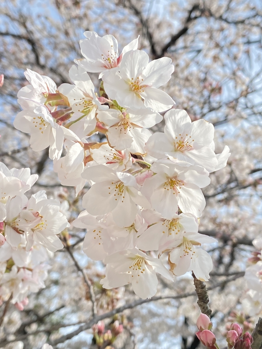 f:id:hamanaseikei:20210327160955j:plain