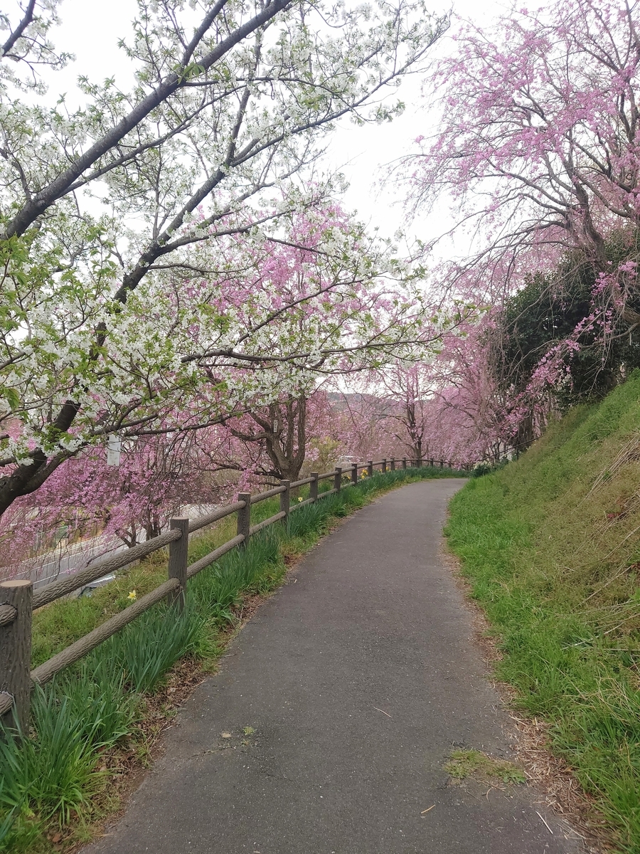 f:id:hamanaseikei:20220330163123j:plain