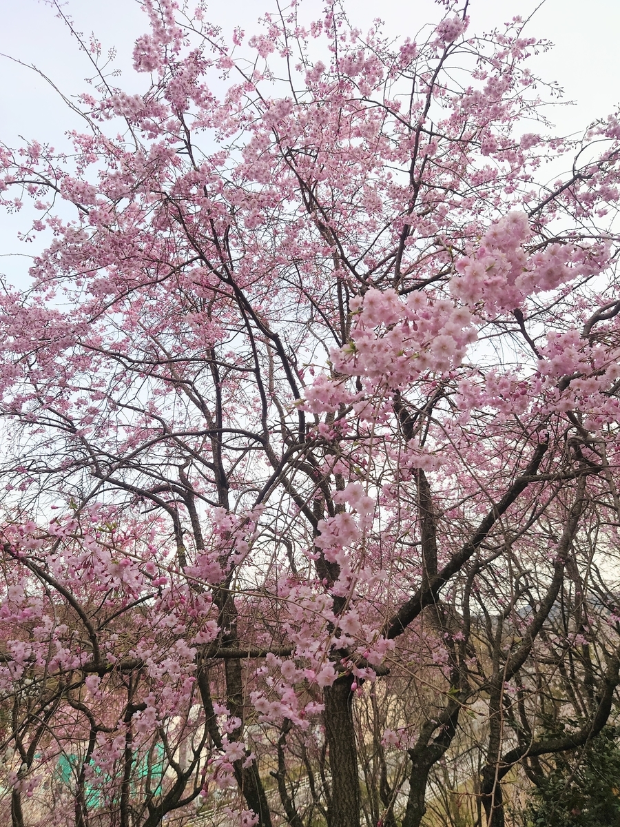 f:id:hamanaseikei:20220330163722j:plain