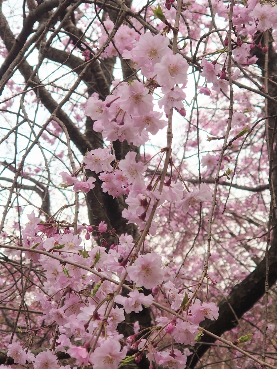 f:id:hamanaseikei:20220330163735j:plain