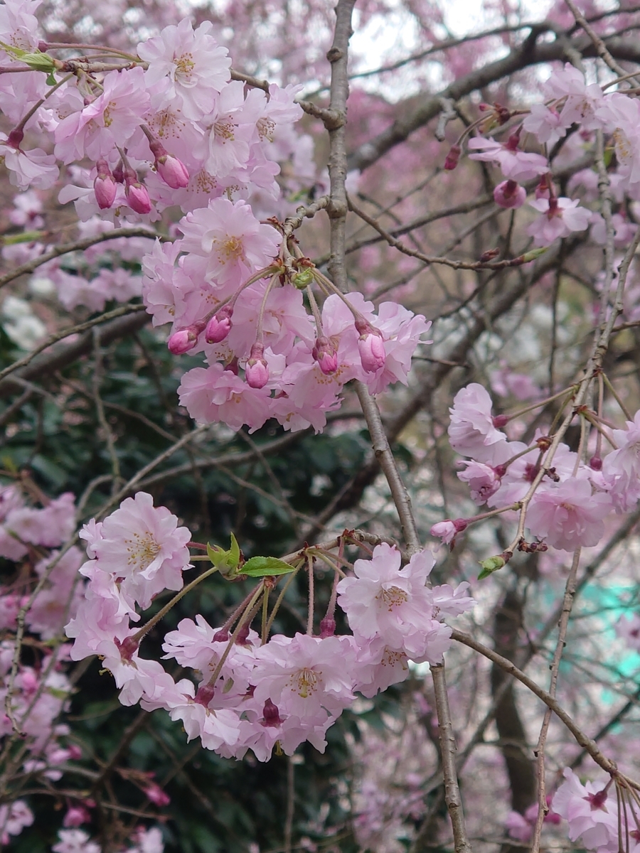 f:id:hamanaseikei:20220330163751j:plain