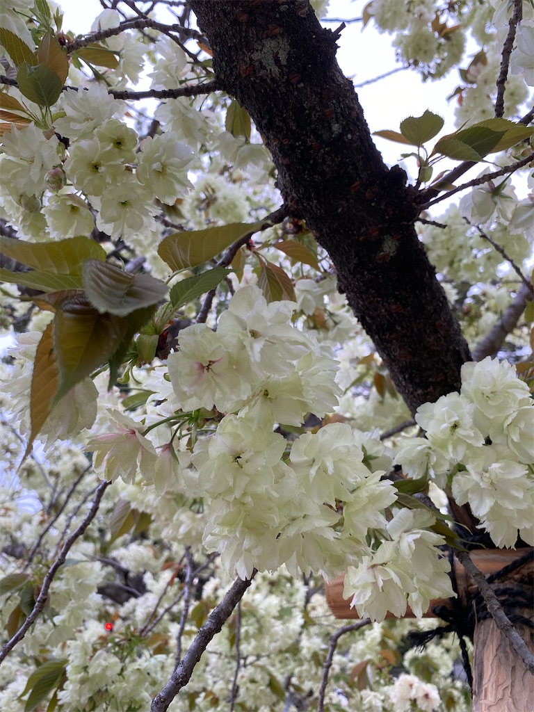 f:id:hamanaseikei:20250407002643j:image