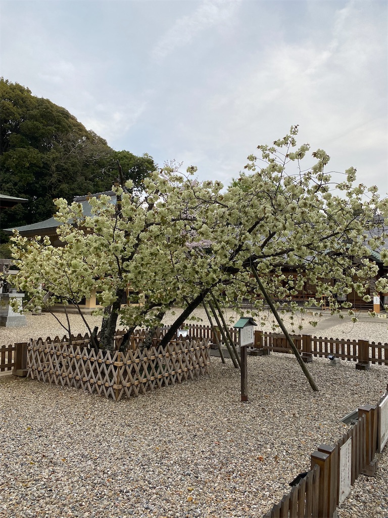 f:id:hamanaseikei:20250407002652j:image