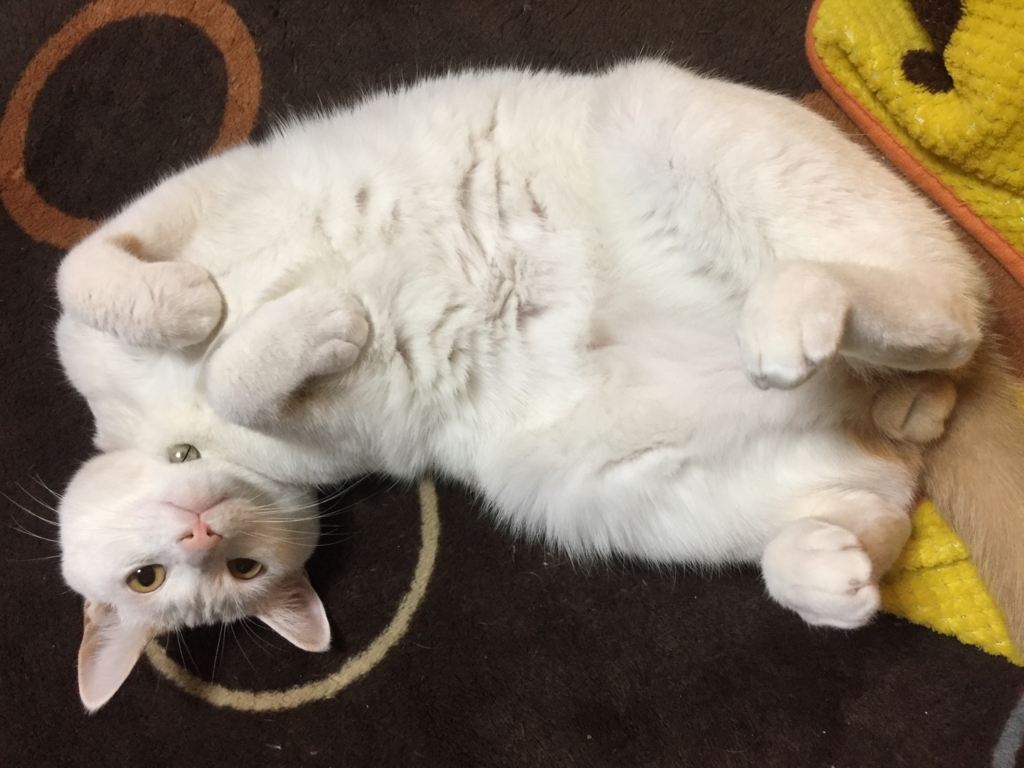 f:id:hamaneko13:20170109073040j:plain f:id:hamaneko13:20170109073040j:plain