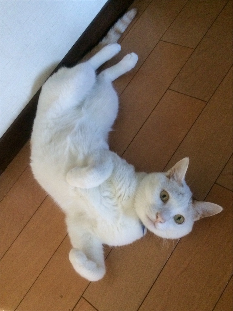 f:id:hamaneko13:20170911173708j:image f:id:hamaneko13:20170911173708j:image