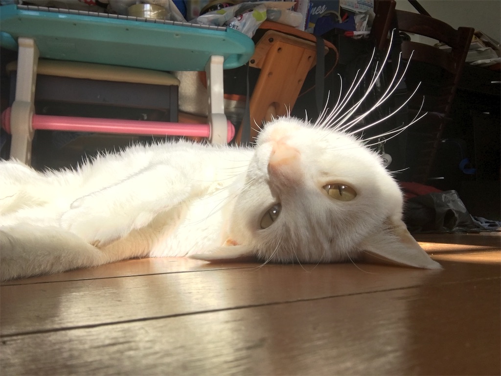 f:id:hamaneko13:20191127171735j:image