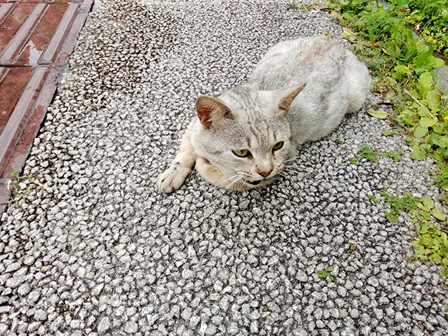 f:id:hamaren:20190613210021j:plain