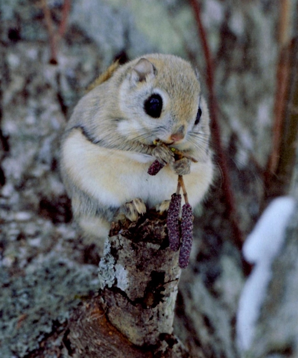 モモンガがかわいい 可愛いのだよ モモンガだモン 北の森からのメッセージ の紹介 ハマサンス コンプリートライフ